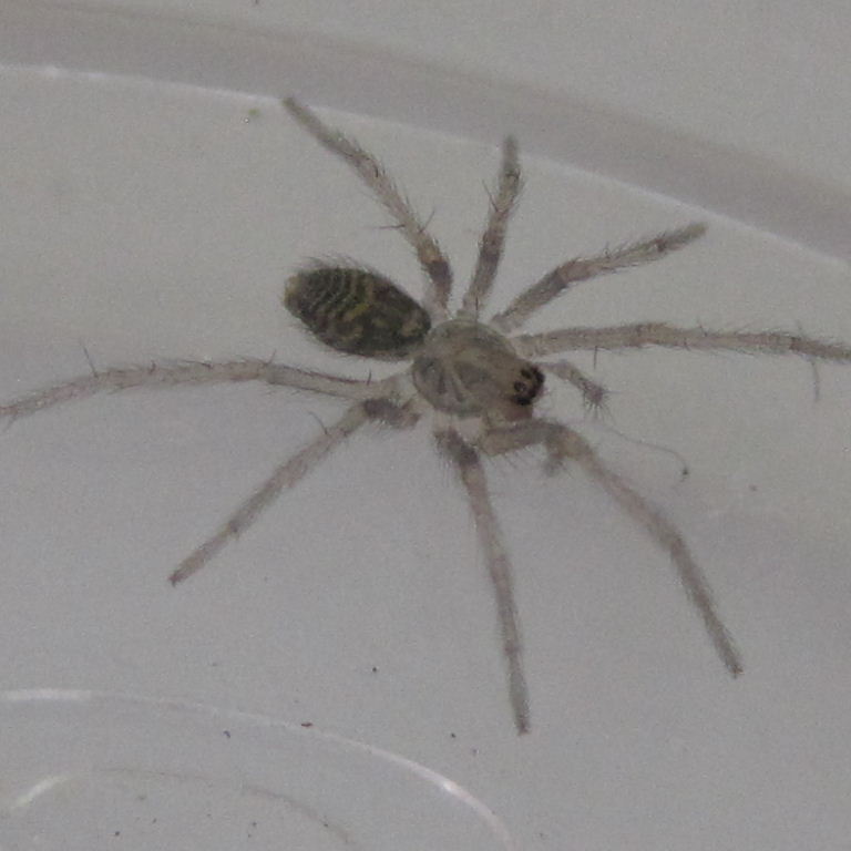 House spiderling 3-4mm