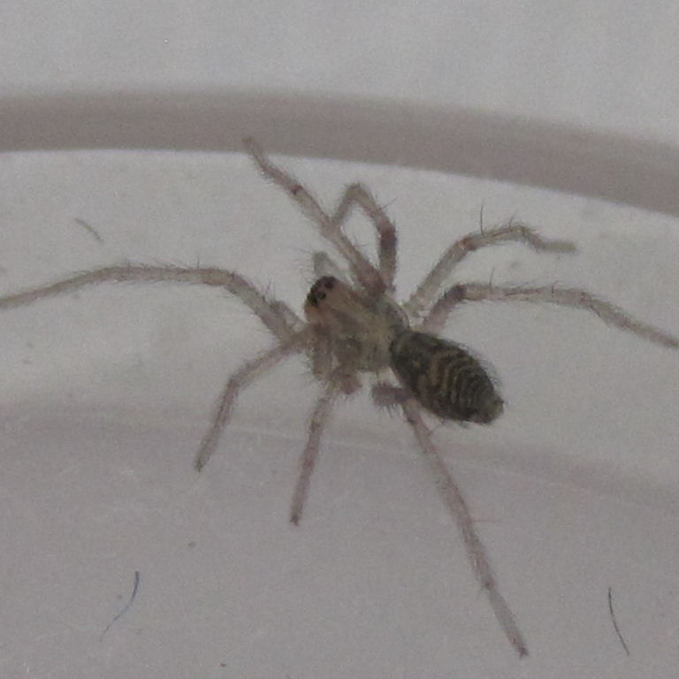 House spiderling
