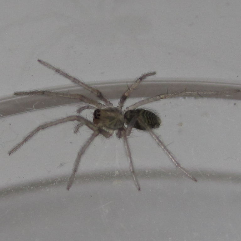 House spiderling