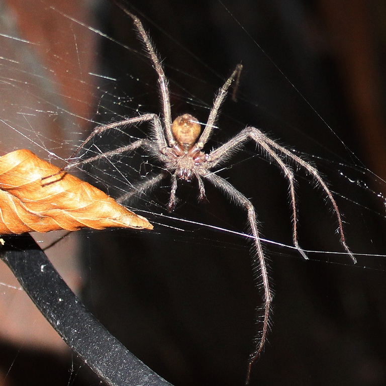 Cardinal Spider underside