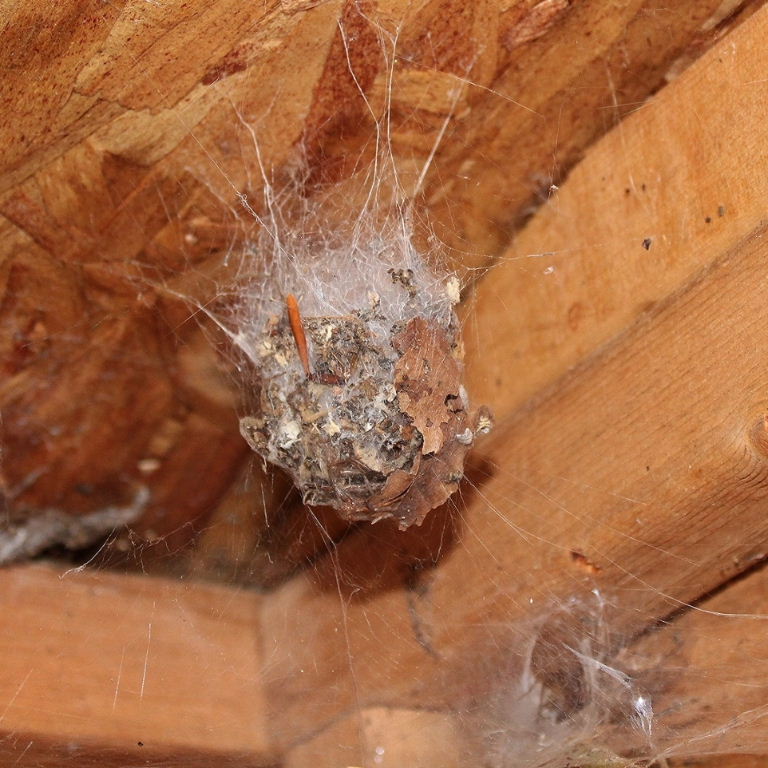Giant House Spider egg sac