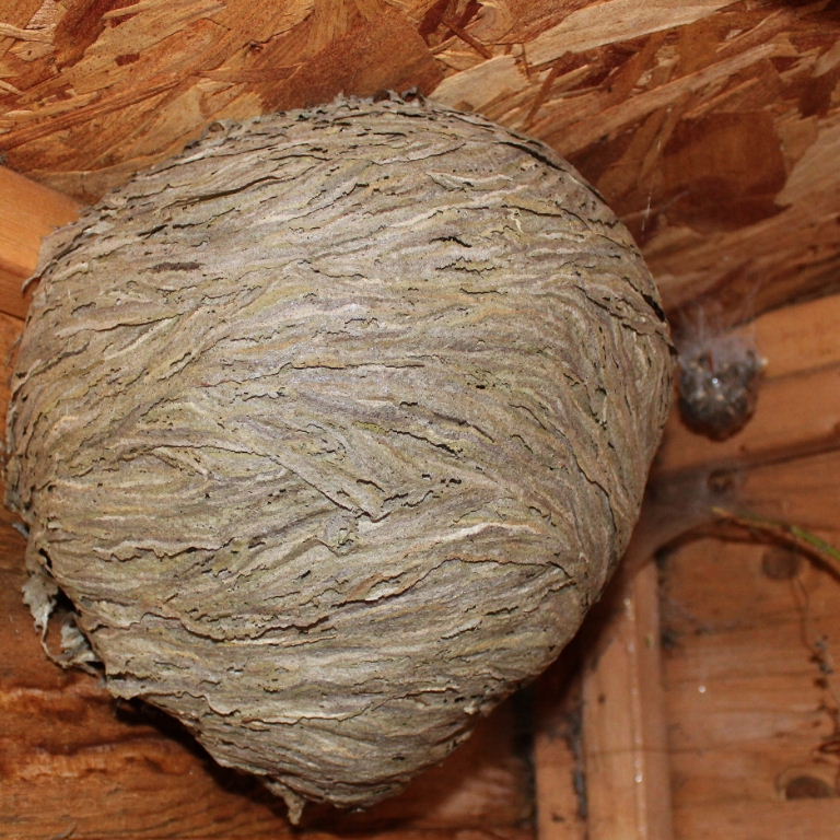 Egg sac size compared to Hornet's nest
