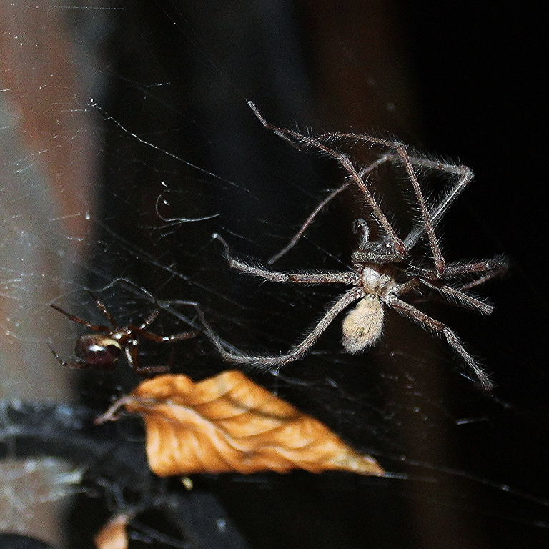 Noble False Widow sees off Cardinal Spider