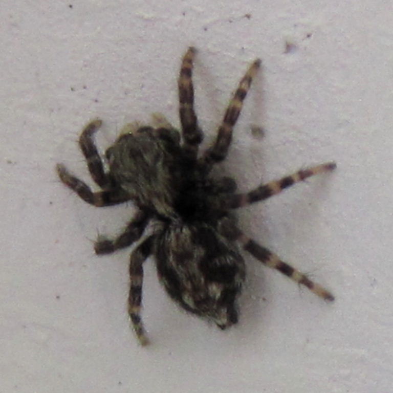 Fleecy Jumping spider