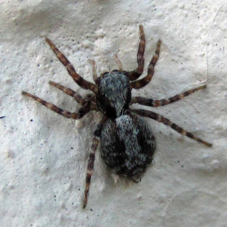 Fleecy Jumping spider