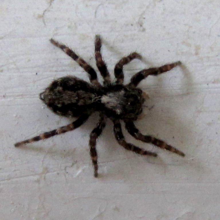 Fleecy Jumping spider