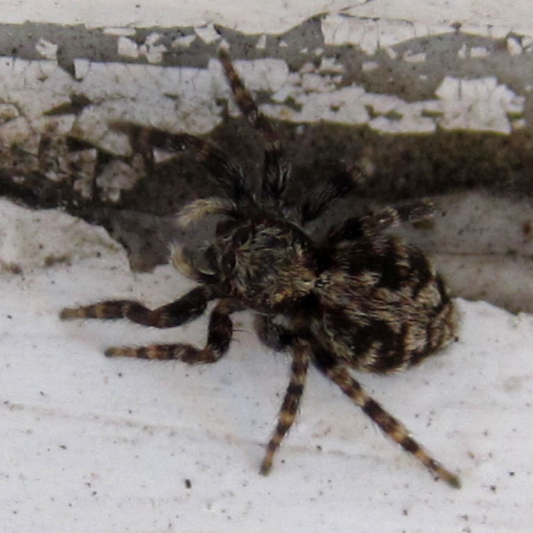 Fleecy Jumping spider
