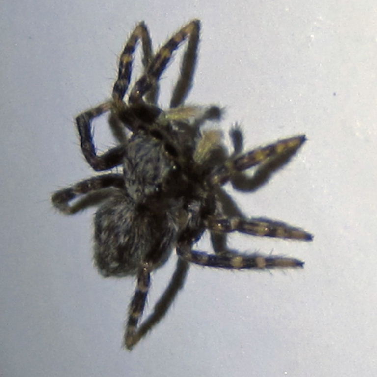 Fleecy Jumping spider