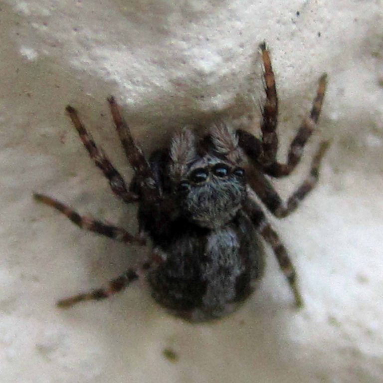 Fleecy Jumping spider