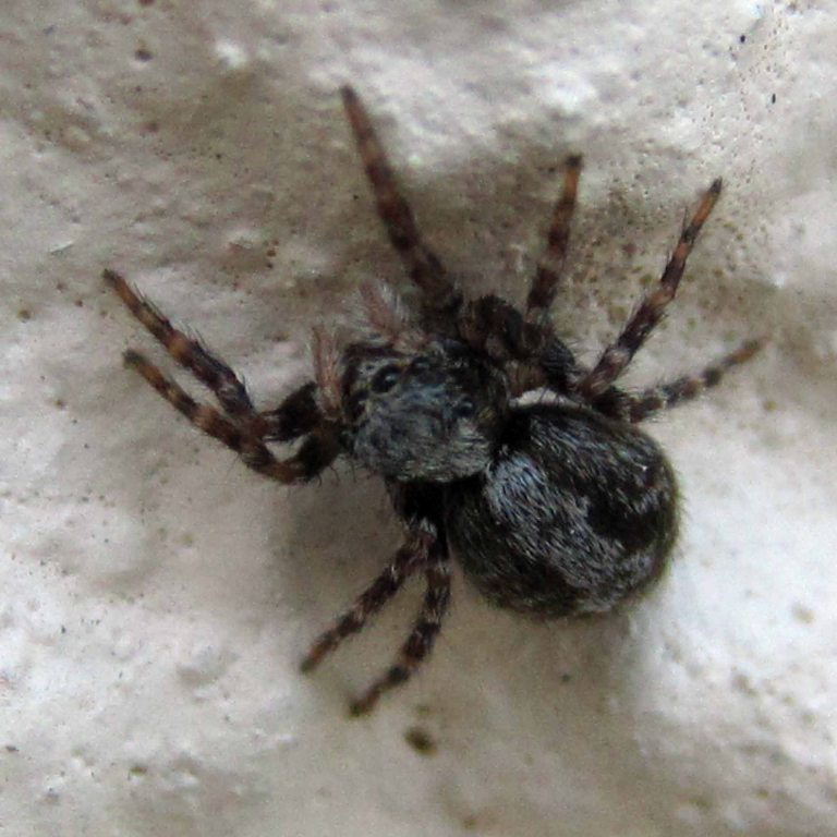 Fleecy Jumping spider