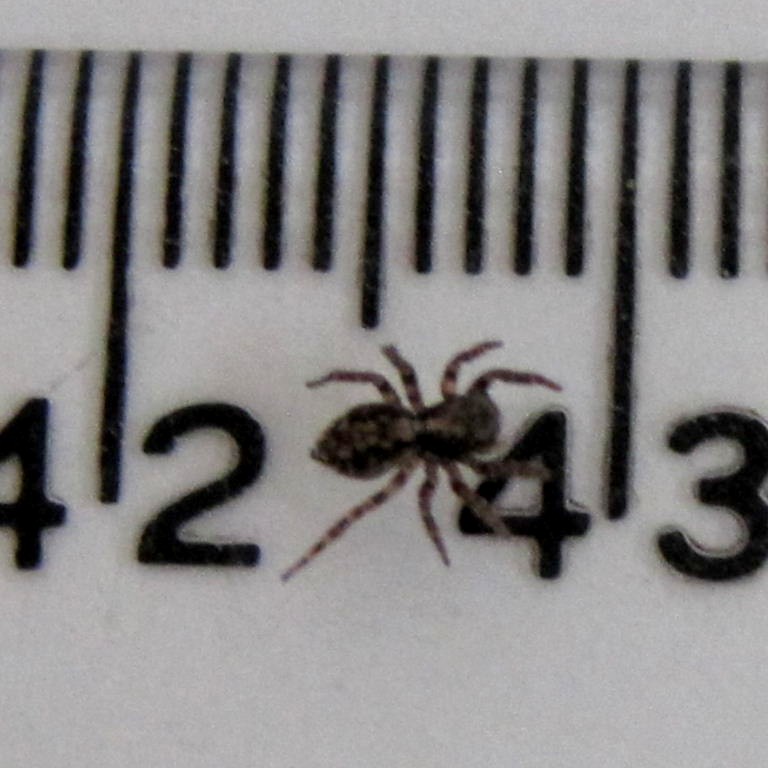 Fleecy Jumping spider