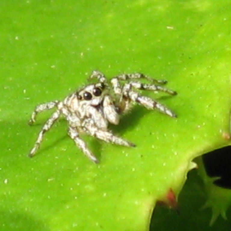 Zebra Jumping Spider