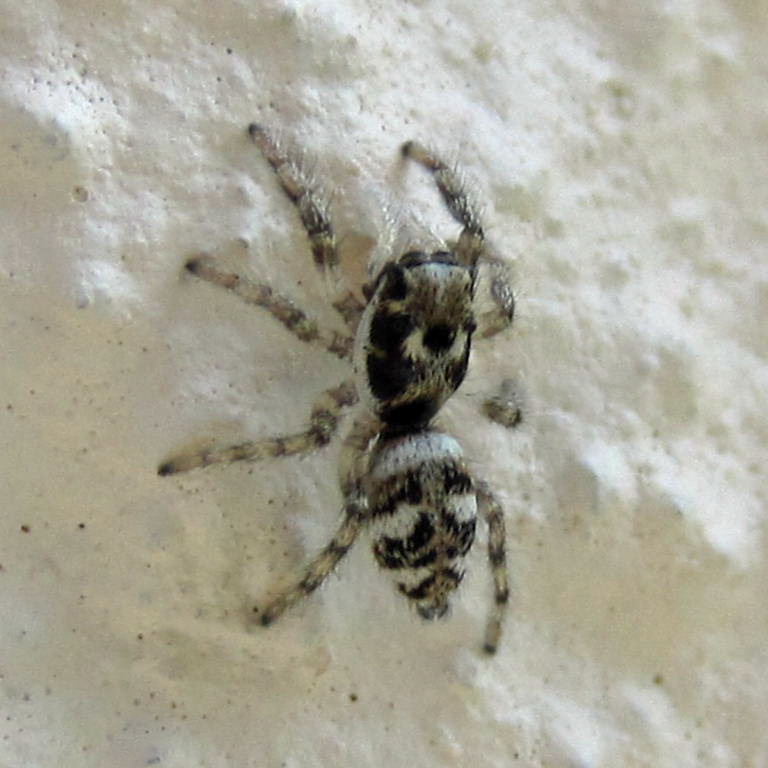Zebra Spider