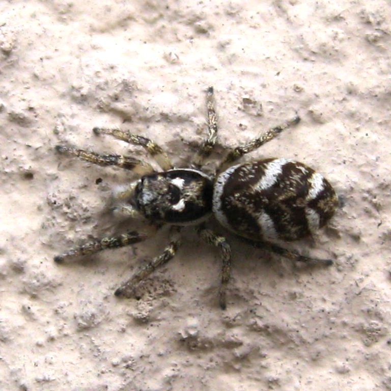 Zebra Spider