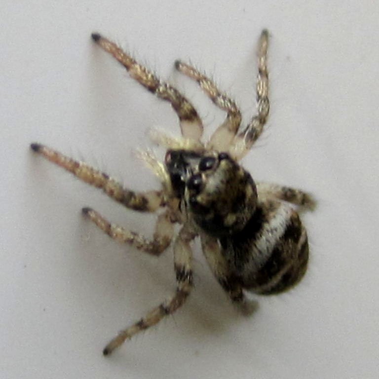 Zebra Jumping Spider