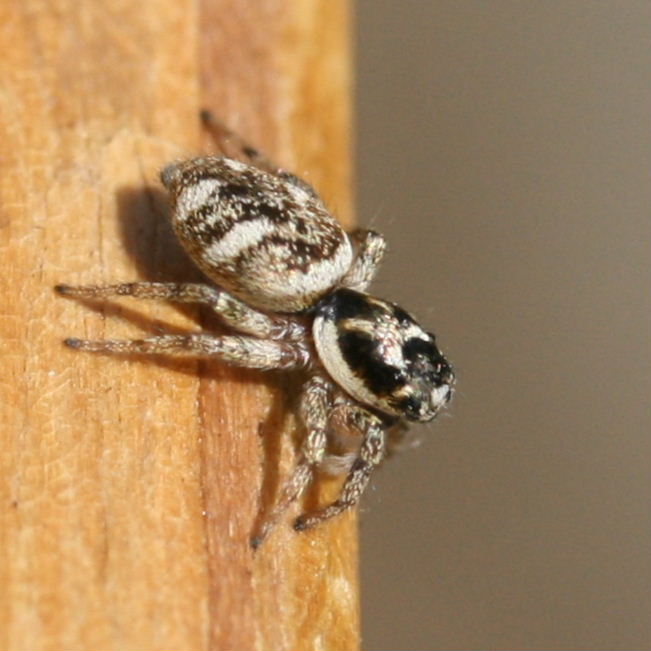 Zebra Jumping Spider