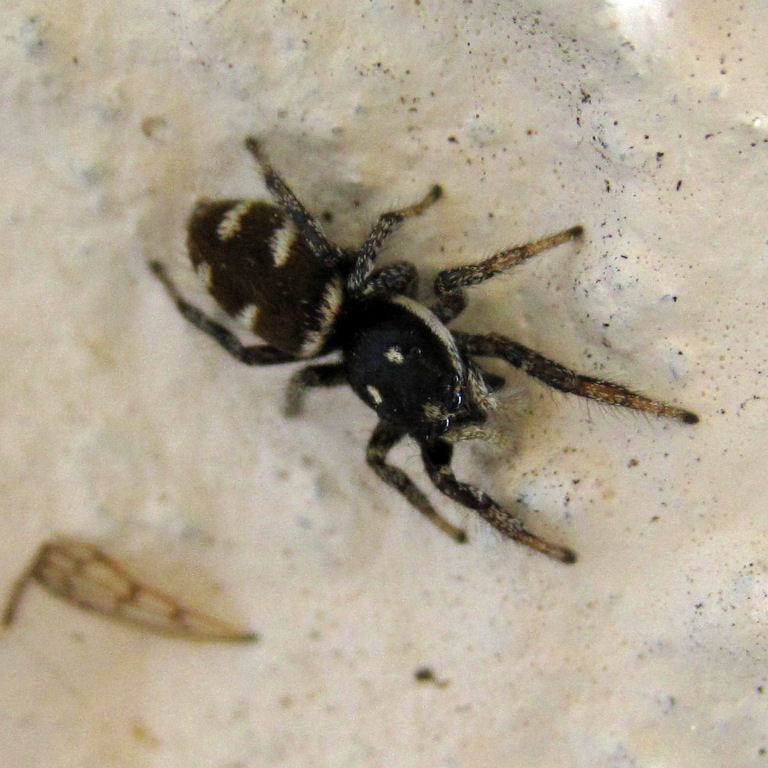 Zebra Jumping Spider