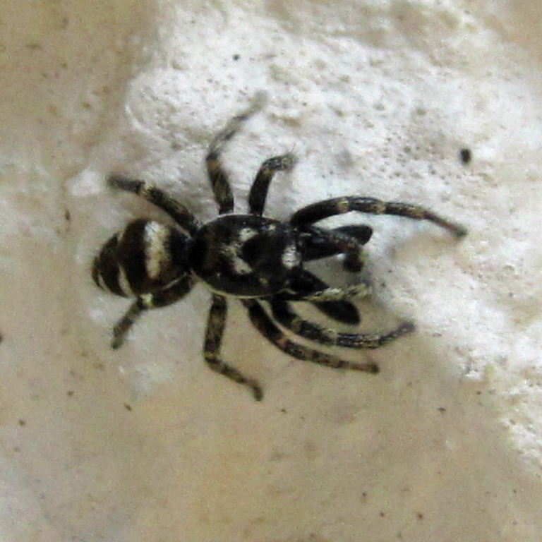 Zebra Jumping Spider