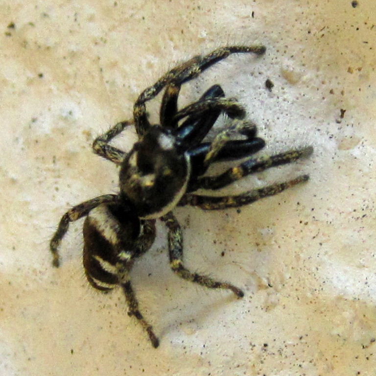 Zebra Spider
