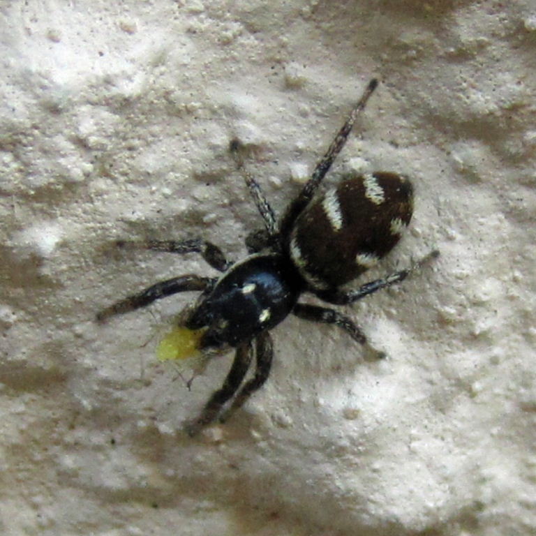 Zebra Jumping Spider