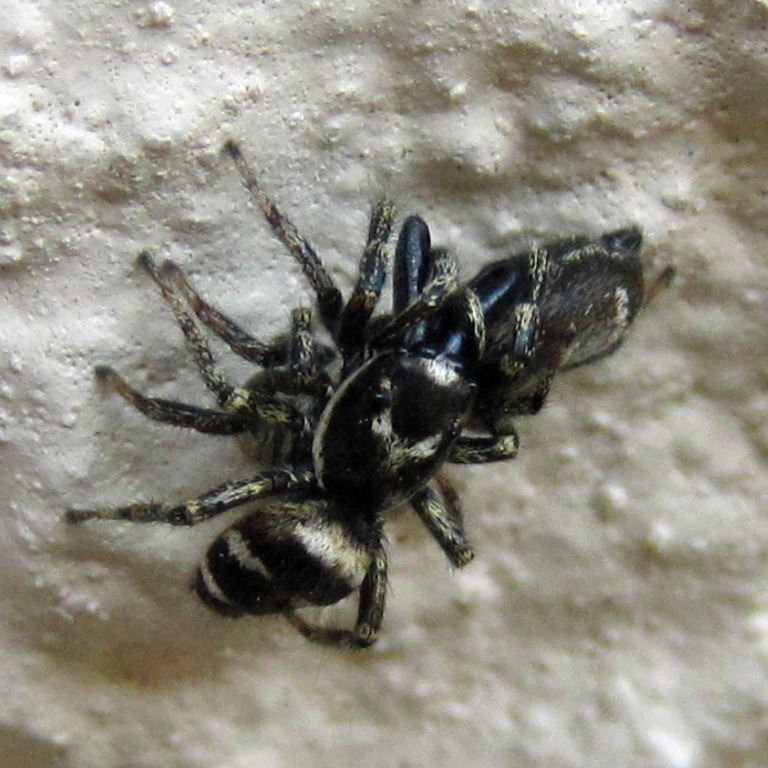 Zebra Spider