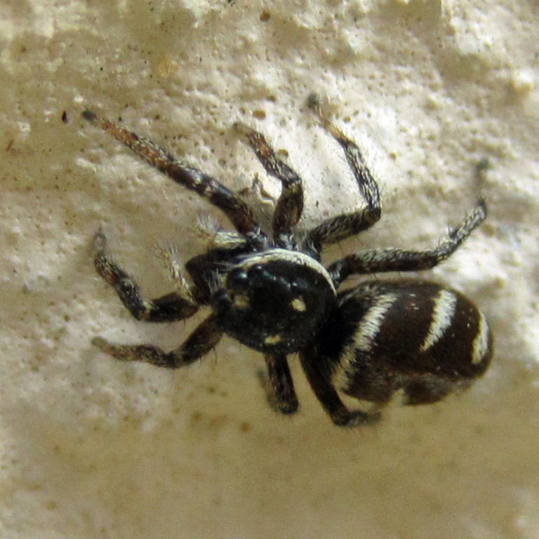 Zebra Spider