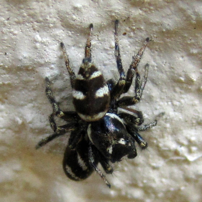 Zebra Jumping Spider