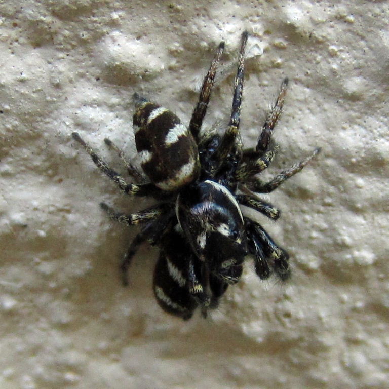 Zebra Jumping Spider