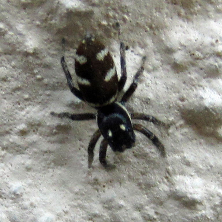 Zebra Spider