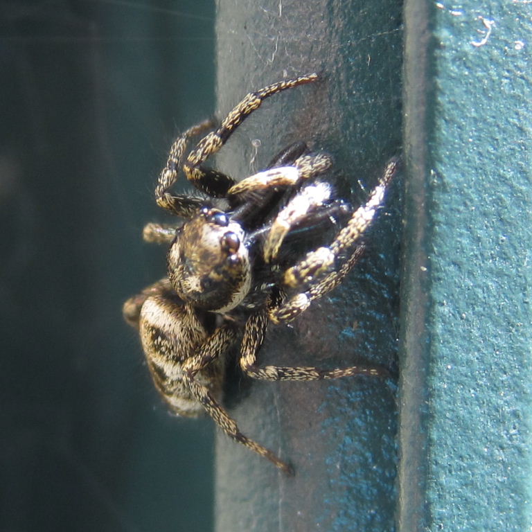 Zebra Jumping Spider