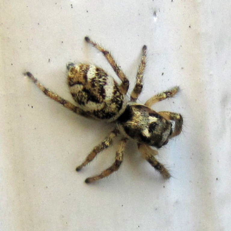 Zebra Jumping Spider