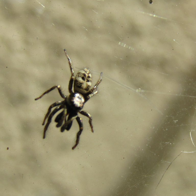 Zebra Jumping Spider in web