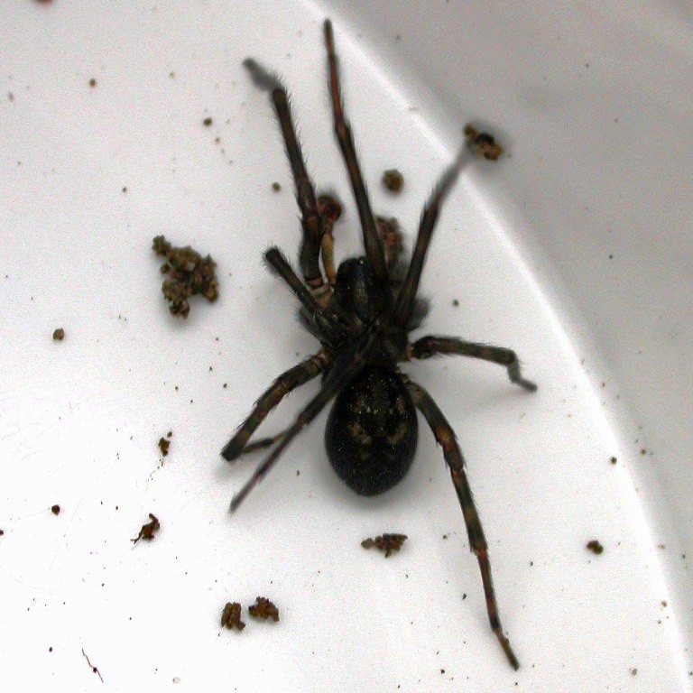 Black Lace Web Spider