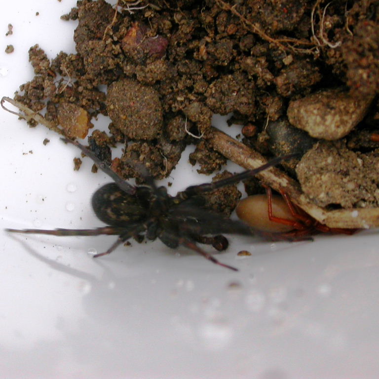 Black Lace Web Spider attacks Wood Louse Spider