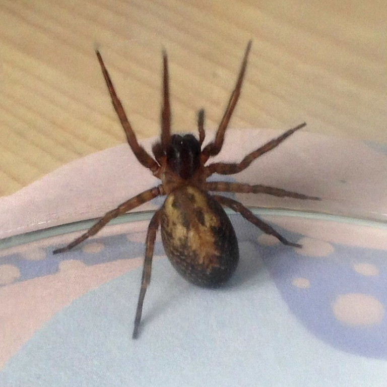 Lace Web Spider