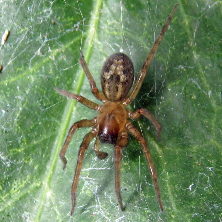 Lace Web Spider