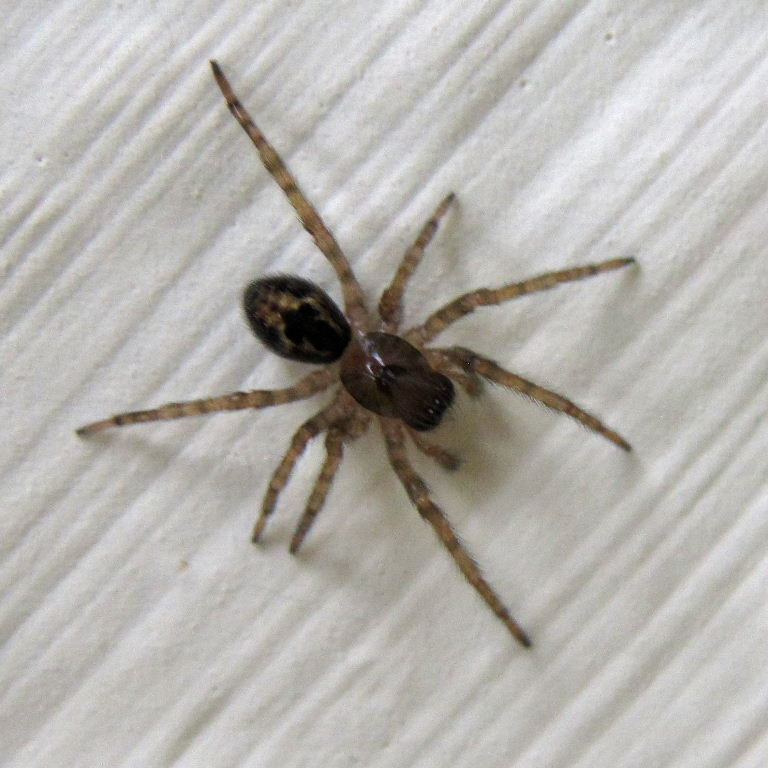 Lace Web Spider