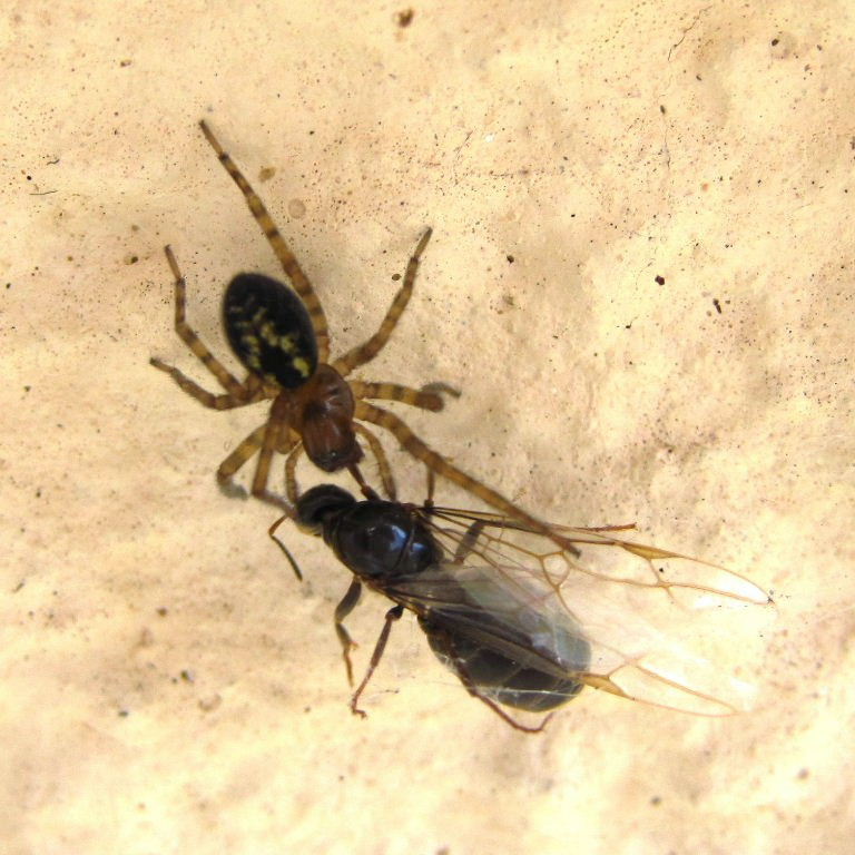 Lace Web Spider with queen ant