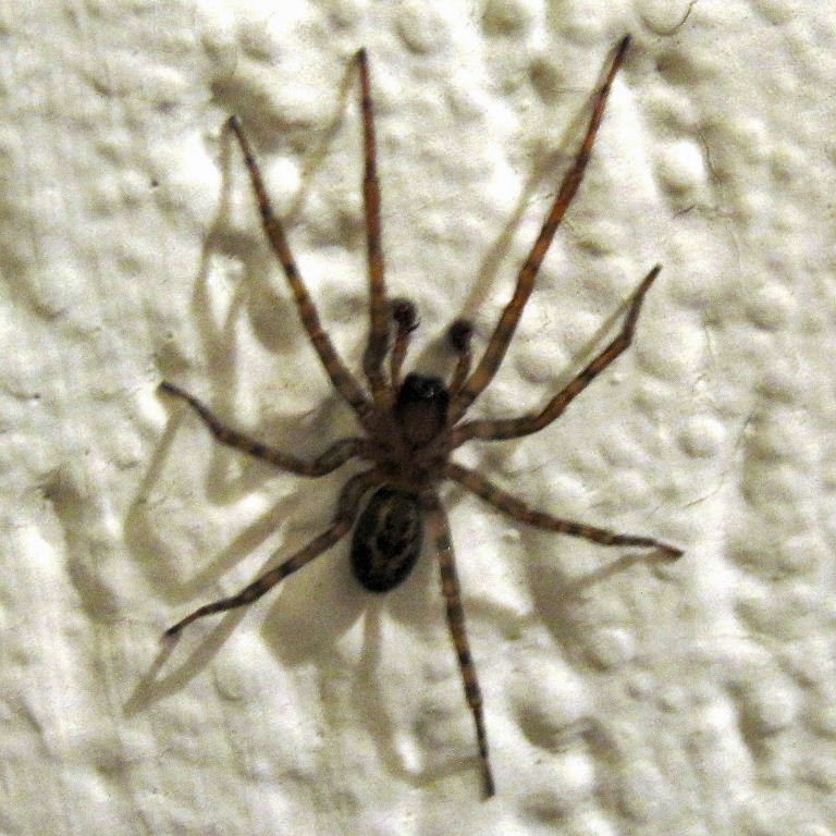 Lace Web Spider male