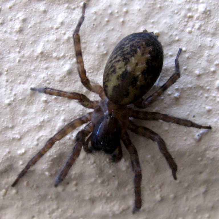 Lace Web Spider