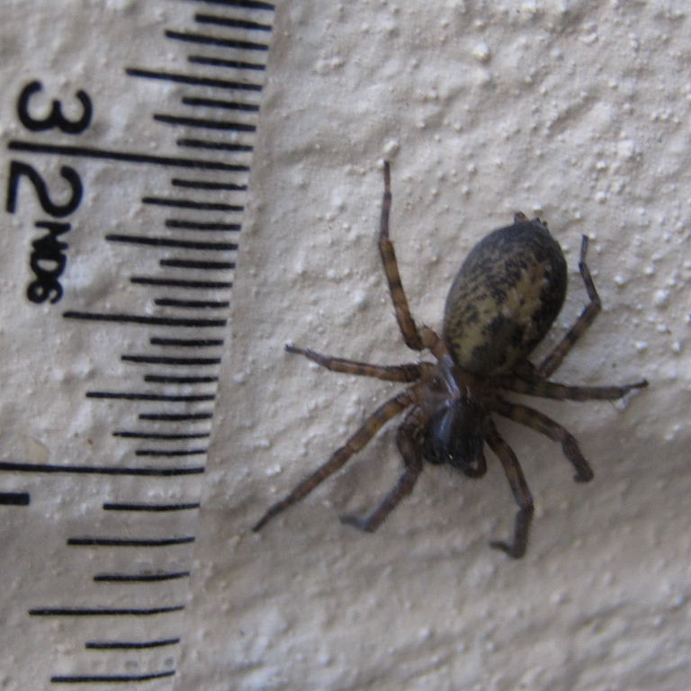 Lace Web Spider