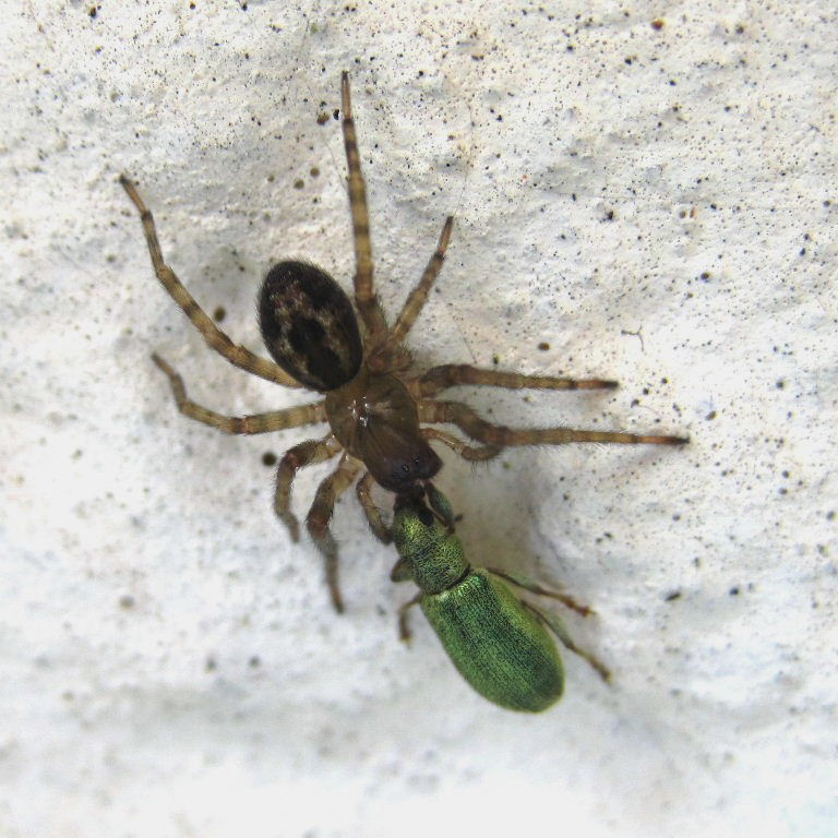 Lace Web Spider with Leaf Weevil