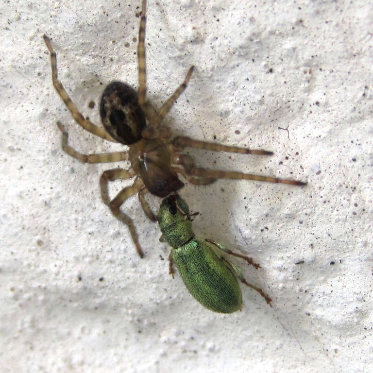 Lace Web Spider with Green Leaf Weevil