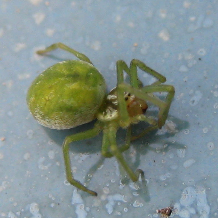green spider
