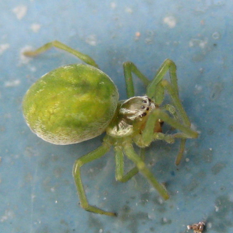green spider