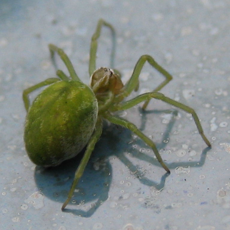 green spider