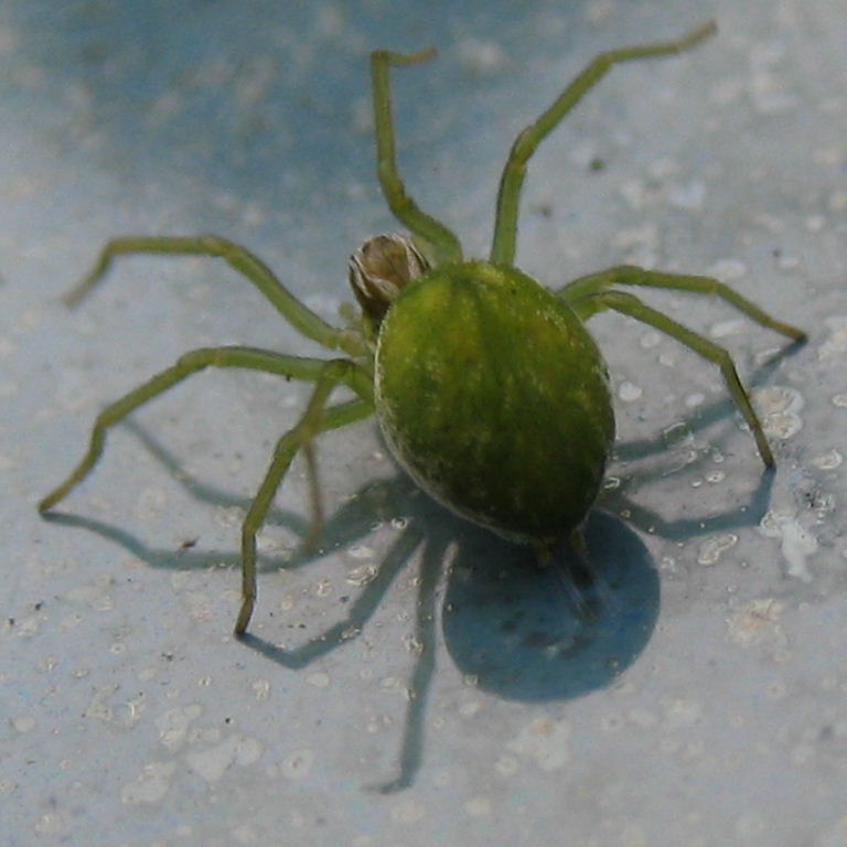 green spider