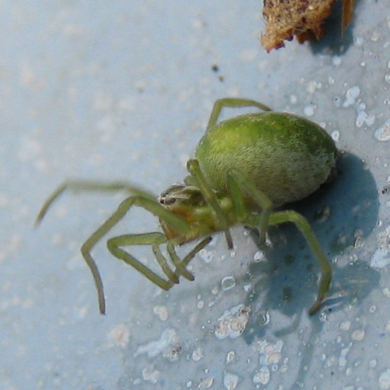 green spider