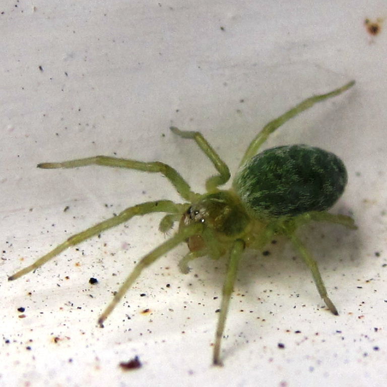 Green Leaf Web Spider