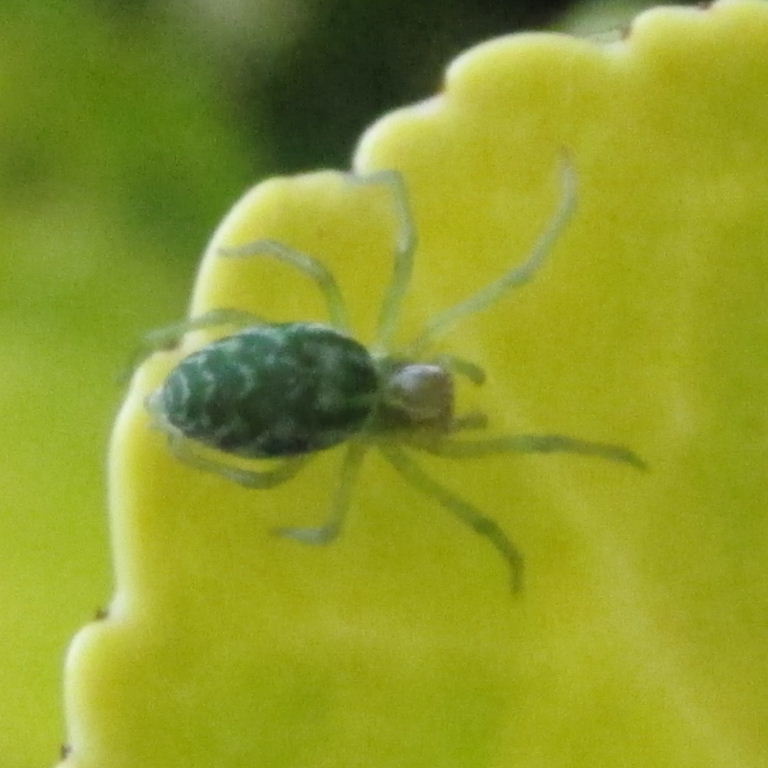 Green Leaf Web Spider